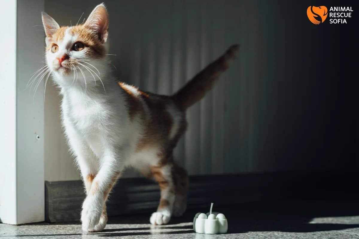 kote Zhun (коте Жун),  mixed breed for adoption at Animal Rescue Sofia, Sofia