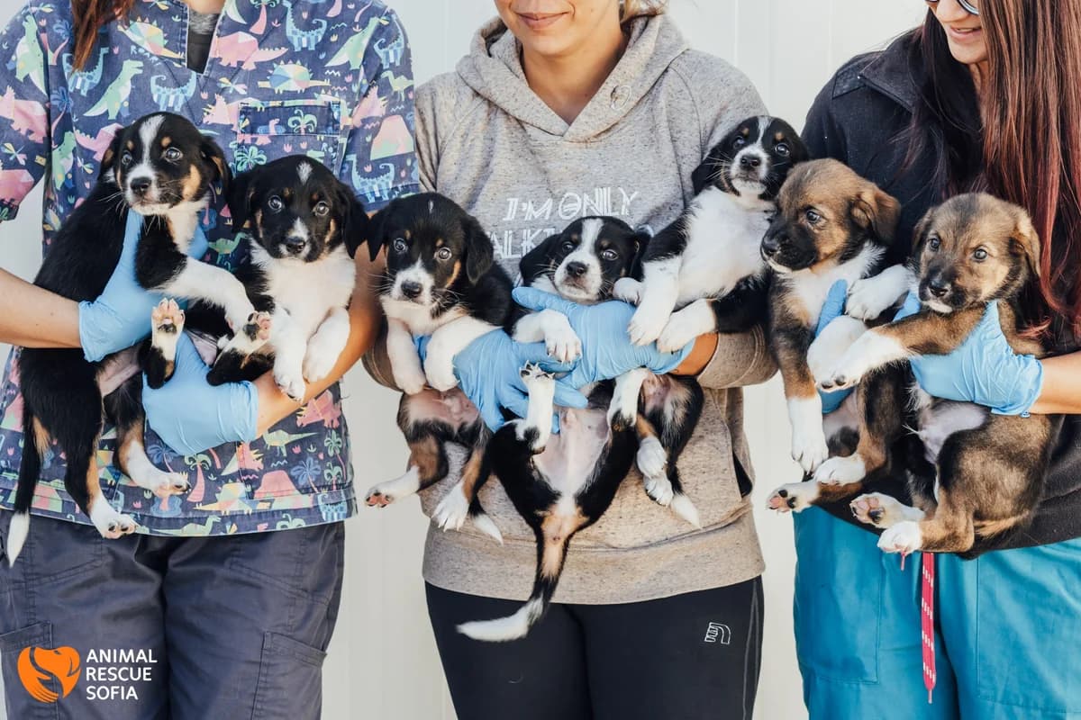 Doyde vremeto! (Дойде времето!),  mixed breed for adoption at Animal Rescue Sofia, Sofia