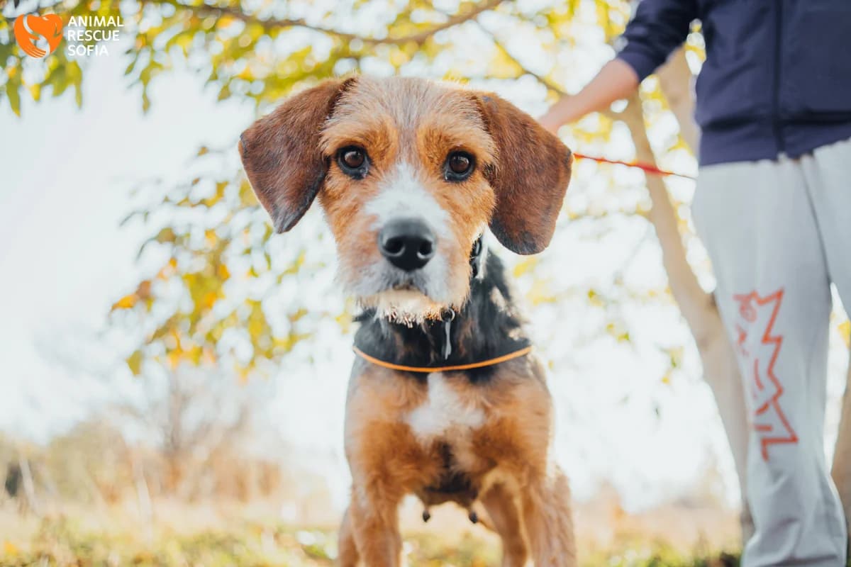 Tsveti (Цвети), female mixed breed for adoption at Animal Rescue Sofia, Sofia