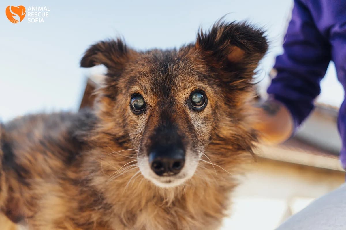 Forest (Форест),  mixed breed for adoption at Animal Rescue Sofia, Sofia
