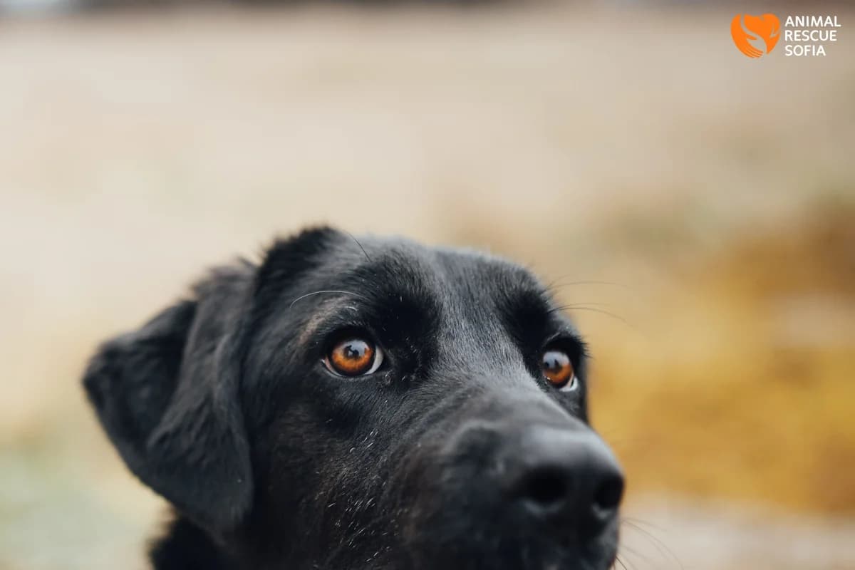 Dzhango (Джанго),  puppy mixed breed for adoption at Animal Rescue Sofia, Sofia