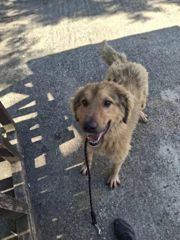 Alf (Алф), male mixed breed for adoption at Ecoravnovesie Sofia, Sofia
