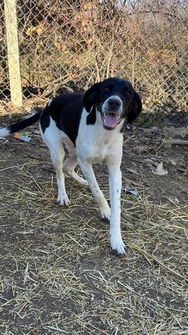 Rika, female Mixed Breed for adoption at Eeremiah, Sofia