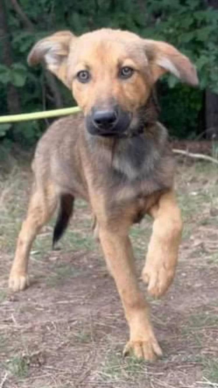 Cezar, male 3yo Mixed Breed for adoption at Eeremiah, Sofia