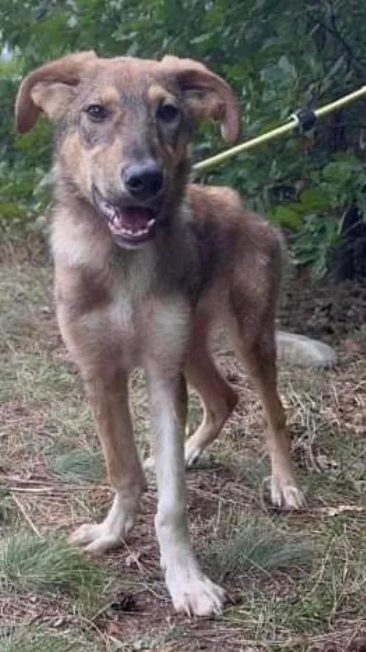 Lizzy, female 4yo Mixed Breed for adoption at Eeremiah, Sofia