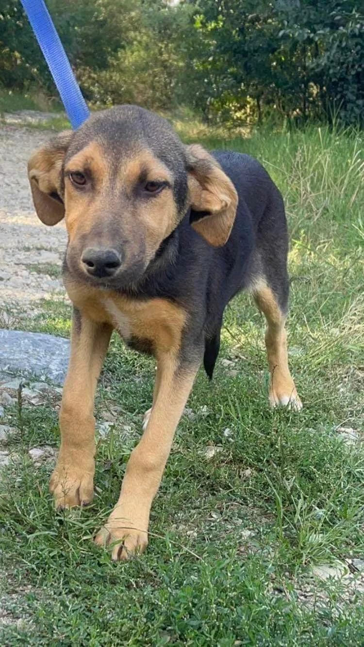 Adora, female 4yo Mixed Breed for adoption at Eeremiah, Sofia