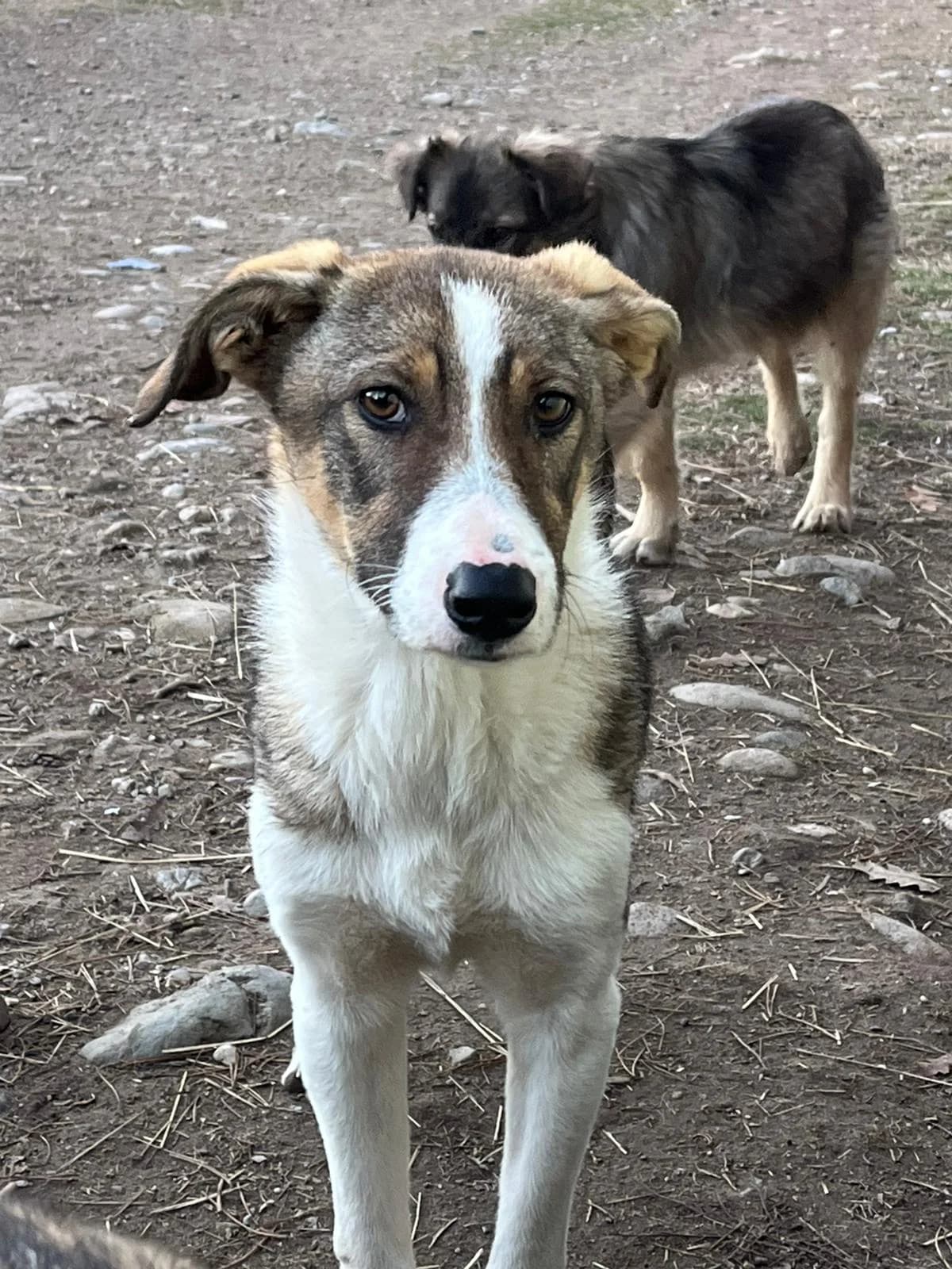 Azra, female 4yo Mixed Breed for adoption at Eeremiah, Sofia