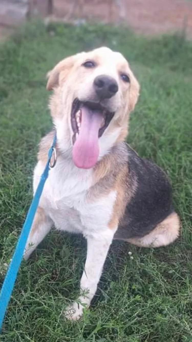 Bella, female 4yo Mixed Breed for adoption at Eeremiah, Sofia