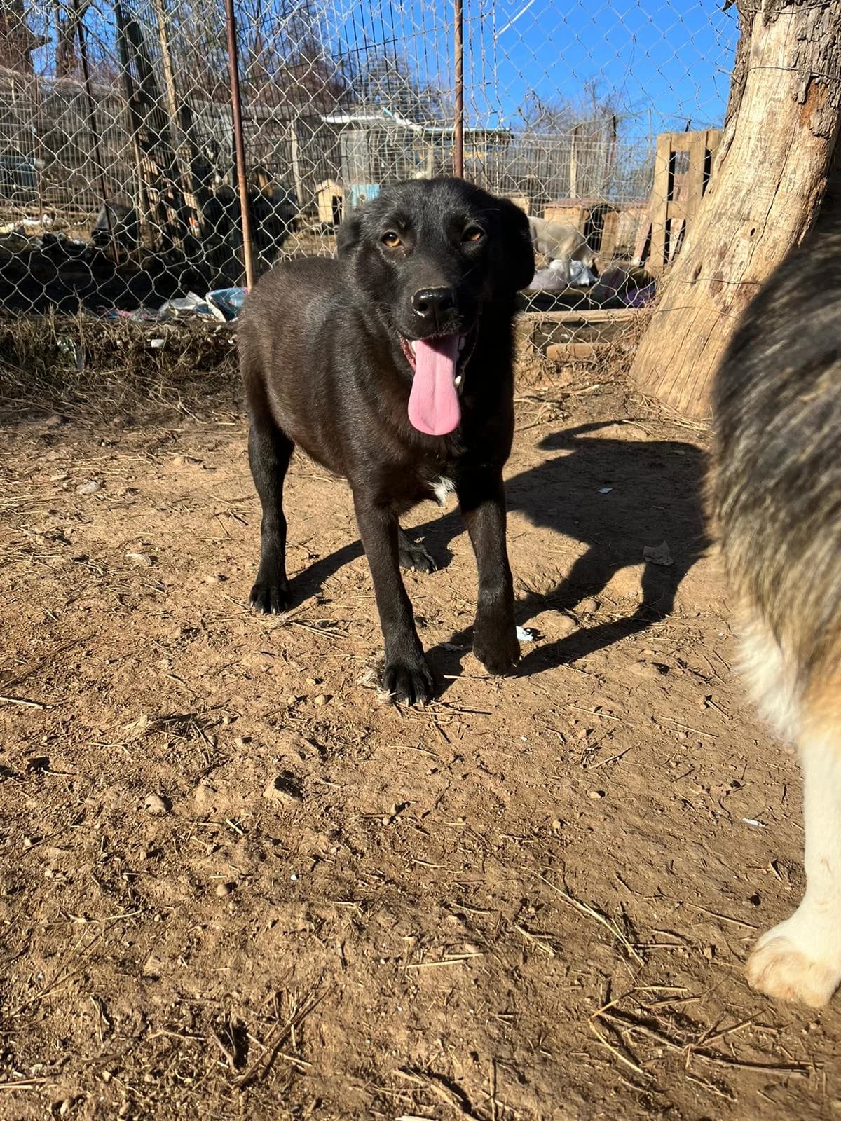 Ornella, female puppy Mixed Breed for adoption at Eeremiah, Sofia