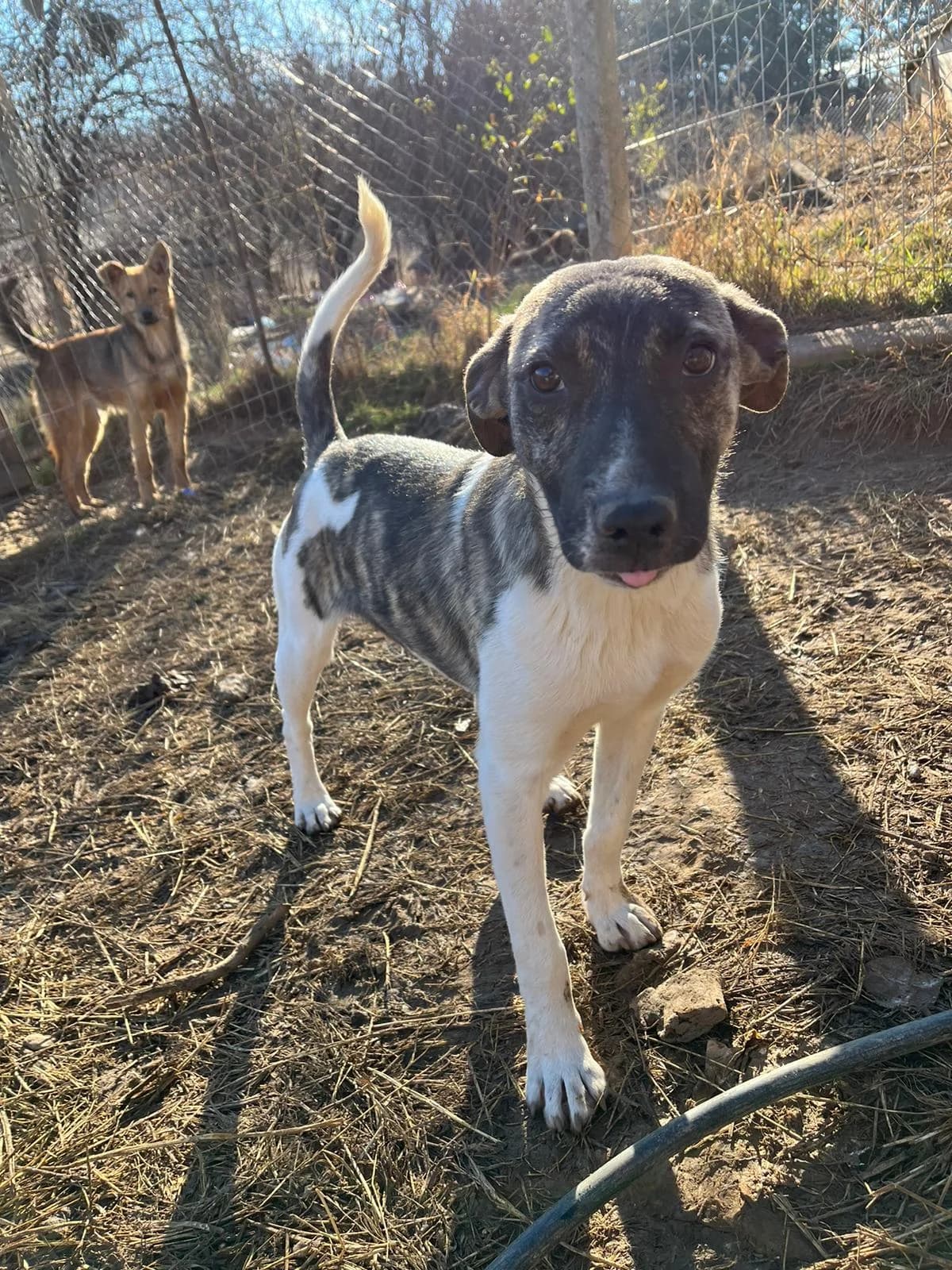 Keanu, male Mixed Breed for adoption at Eeremiah, Sofia