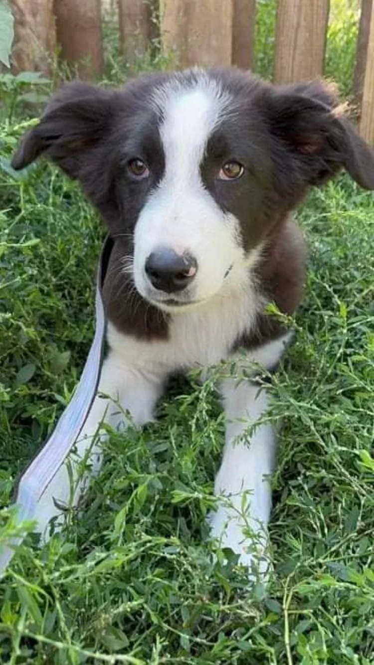 Atos, male Mixed Breed for adoption at Eeremiah, Sofia