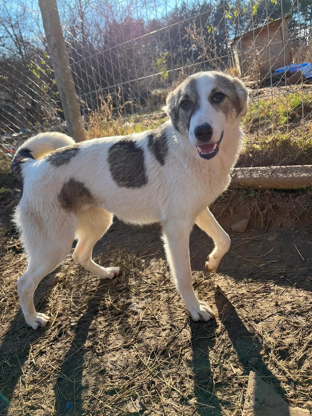 Aisa, female Mixed Breed for adoption at Eeremiah, Sofia