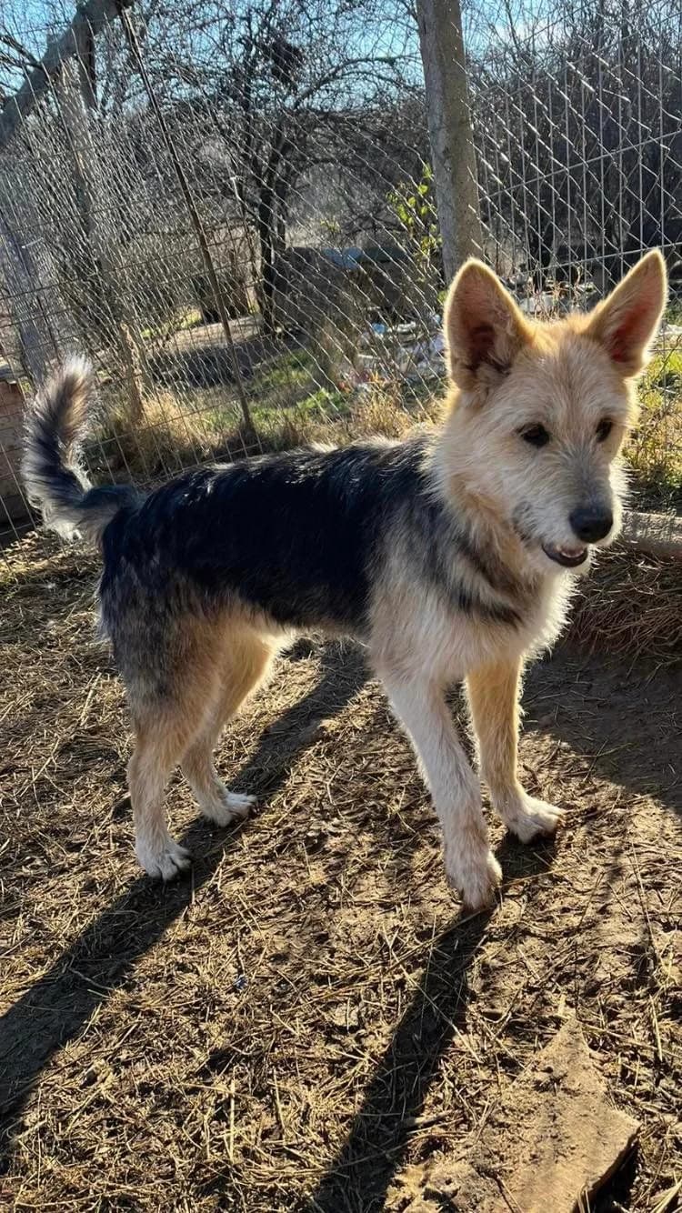 Strolch, male puppy Mixed Breed for adoption at Eeremiah, Sofia
