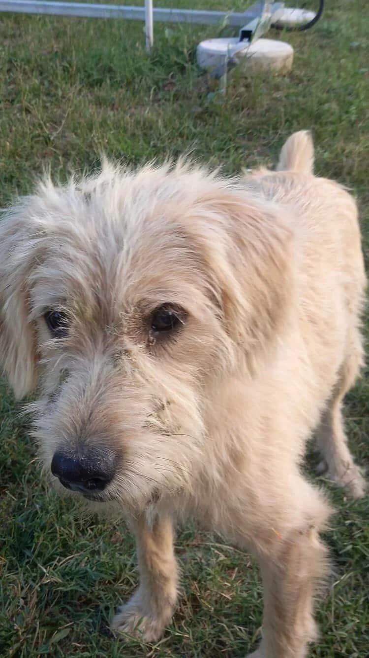 Belcho, male Mixed Breed for adoption at Eeremiah, Sofia