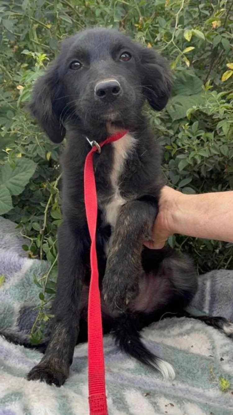 Yavor, male 4yo Mixed Breed for adoption at Eeremiah, Sofia