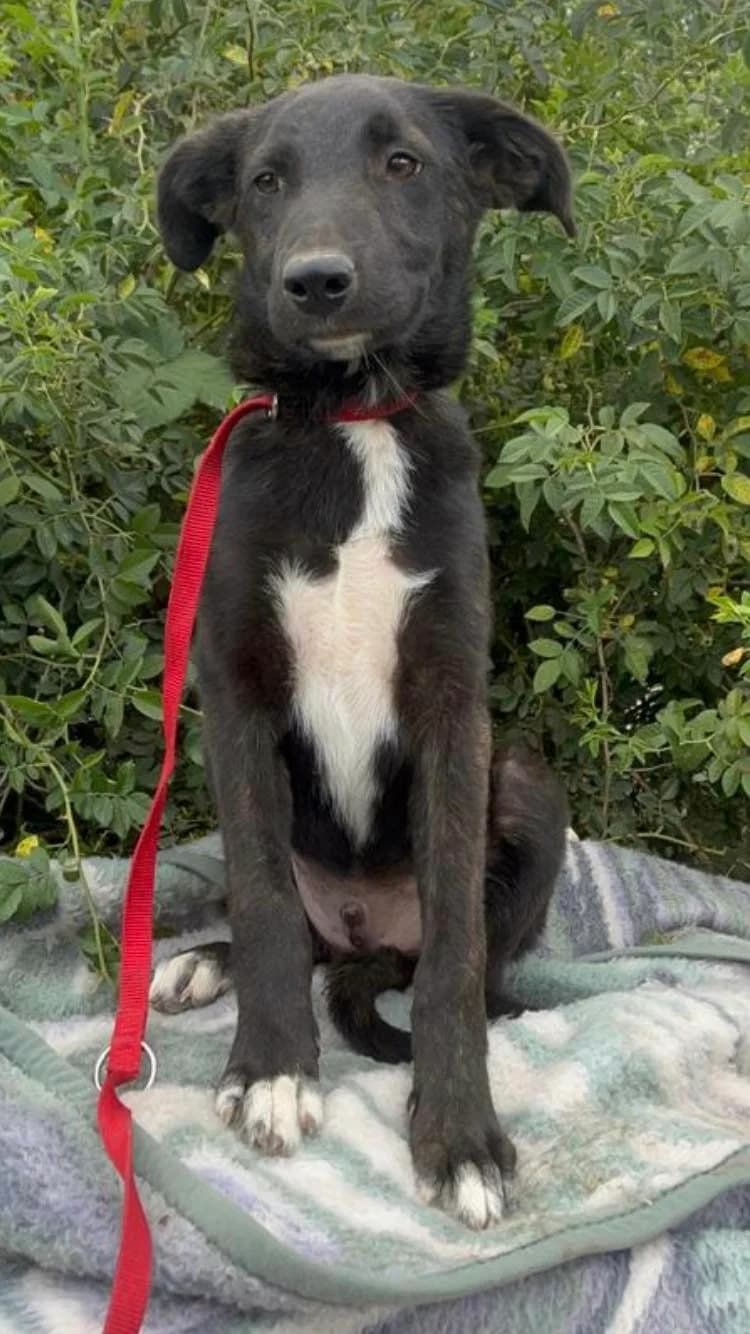 Yasen, male 4yo Mixed Breed for adoption at Eeremiah, Sofia