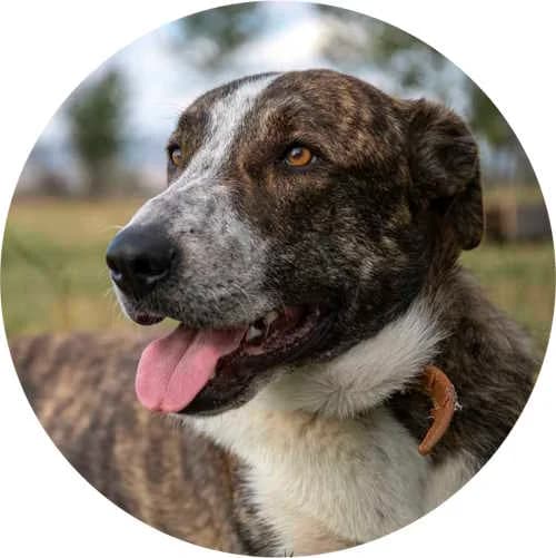 Aiko, male Mixed Breed for adoption at Every Dog Matters EU