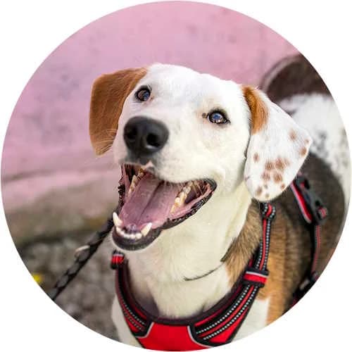 Archie, male Mixed Breed for adoption at Every Dog Matters EU