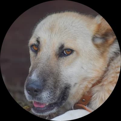 Bonnie, female Mixed Breed for adoption at Every Dog Matters EU, Kostinbrod