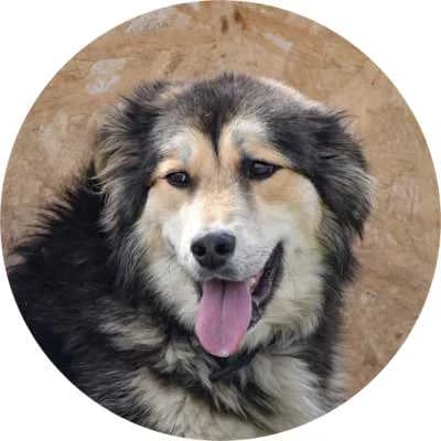 Chewy, female Mixed Breed for adoption at Every Dog Matters EU, Kostinbrod