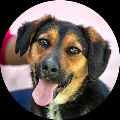 Cutty, female Mixed Breed for adoption at Every Dog Matters EU