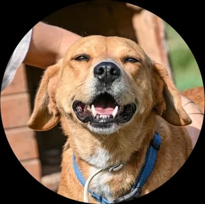 Daisy, female Mixed Breed for adoption at Every Dog Matters EU, Kostinbrod