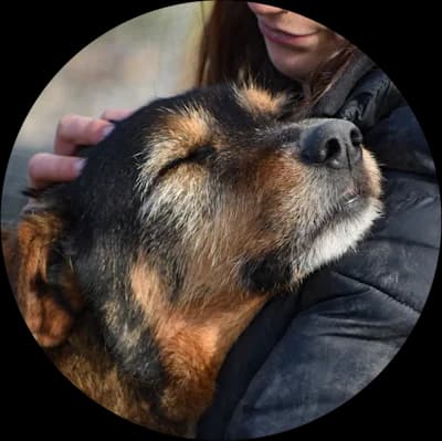 Derek, male Mixed Breed for adoption at Every Dog Matters EU