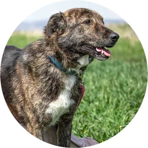 Donna, female Mixed Breed for adoption at Every Dog Matters EU
