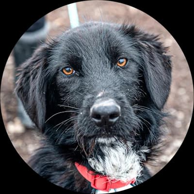 Eric, male Mixed Breed for adoption at Every Dog Matters EU, Kostinbrod