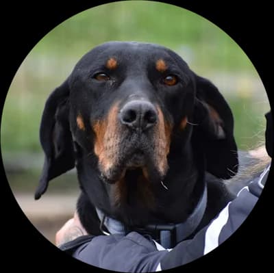 Hugo, male Mixed Breed for adoption at Every Dog Matters EU