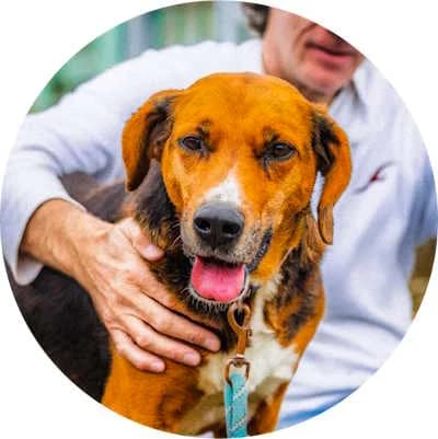 Ivanka, female Mixed Breed for adoption at Every Dog Matters EU, Kostinbrod