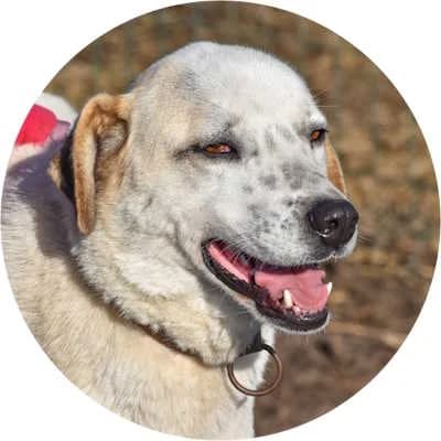 Joker, male 3yo Mixed Breed for adoption at Every Dog Matters EU, Kostinbrod