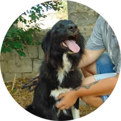 Lila, female Mixed Breed for adoption at Every Dog Matters EU