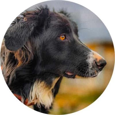 Maggie, female young Mixed Breed for adoption at Every Dog Matters EU, Kostinbrod