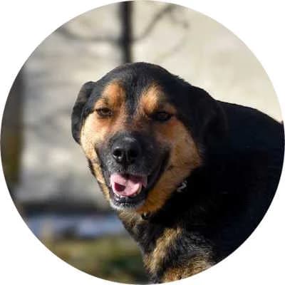 Marlin, male 4yo Mixed Breed for adoption at Every Dog Matters EU, Kostinbrod