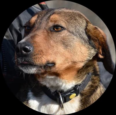 Masud, male Mixed Breed for adoption at Every Dog Matters EU, Kostinbrod