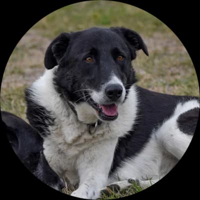 Mikey, male senior Mixed Breed for adoption at Every Dog Matters EU, Kostinbrod