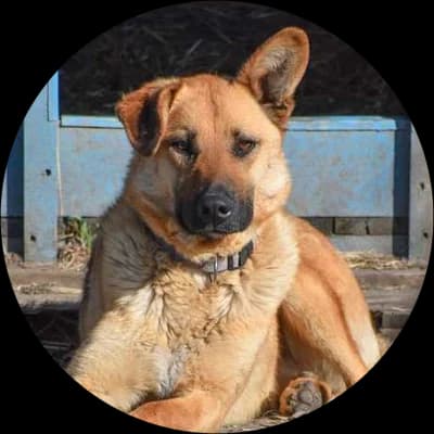 Milo, male Mixed Breed for adoption at Every Dog Matters EU, Kostinbrod