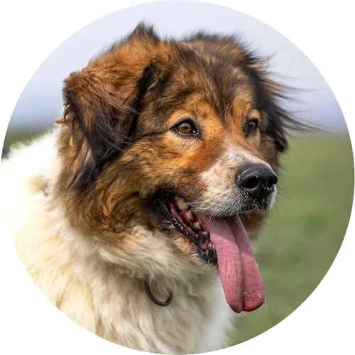 Neda, female Mixed Breed for adoption at Every Dog Matters EU