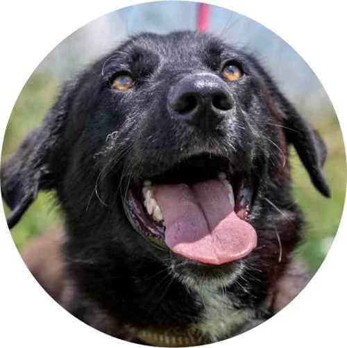 Patchy, male Mixed Breed for adoption at Every Dog Matters EU, Kostinbrod