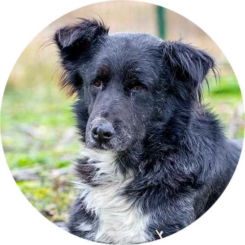 Ray, male Mixed Breed for adoption at Every Dog Matters EU, Kostinbrod