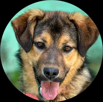 Raya, female Mixed Breed for adoption at Every Dog Matters EU