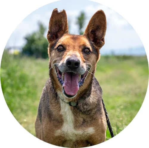 Red, male Mixed Breed for adoption at Every Dog Matters EU