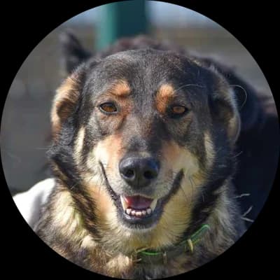 Regina, female Mixed Breed for adoption at Kočičí Útulna Sissi (Praha), Praha