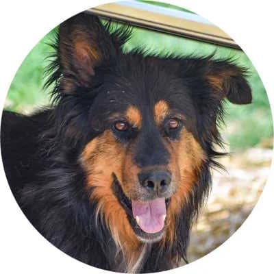 Rex, male Mixed Breed for adoption at Every Dog Matters EU, Kostinbrod