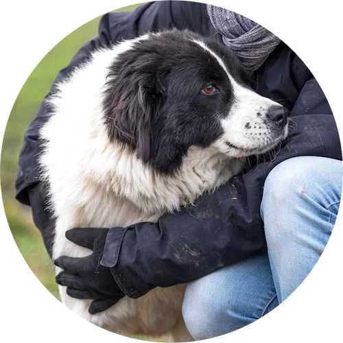 Sally, female Mixed Breed for adoption at Every Dog Matters EU, Kostinbrod