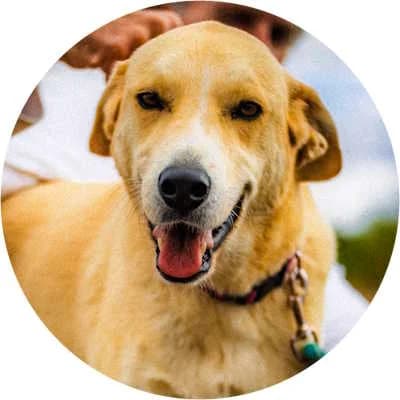 Santo, male Mixed Breed for adoption at Every Dog Matters EU, Kostinbrod