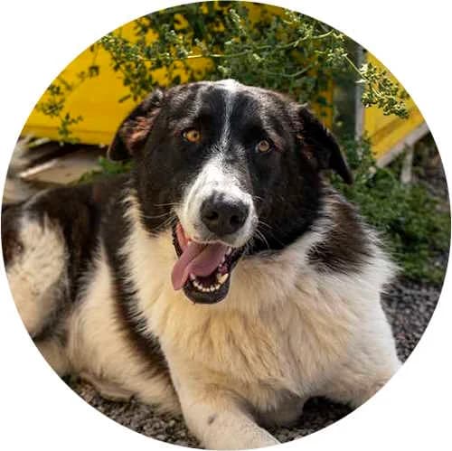 Shara, female Mixed Breed for adoption at Every Dog Matters EU, Kostinbrod
