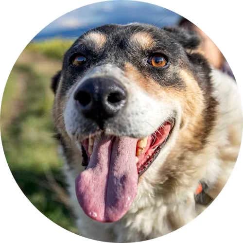 Sharo, male Mixed Breed for adoption at Every Dog Matters EU