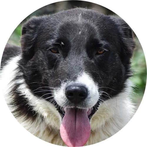 Tereza, female Mixed Breed for adoption at Every Dog Matters EU, Kostinbrod